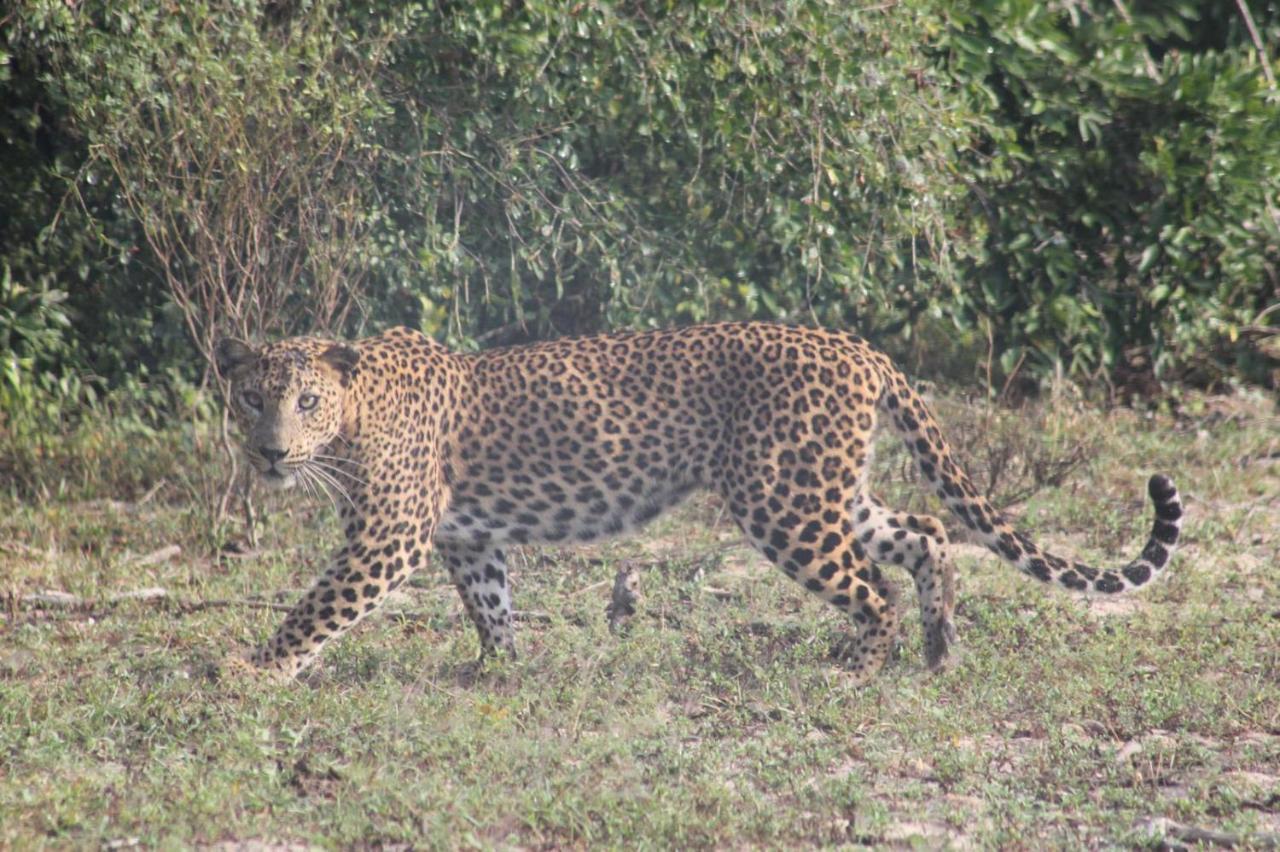 Viveka Inn Guest And Yala Safari Tissamaharama Eksteriør bilde
