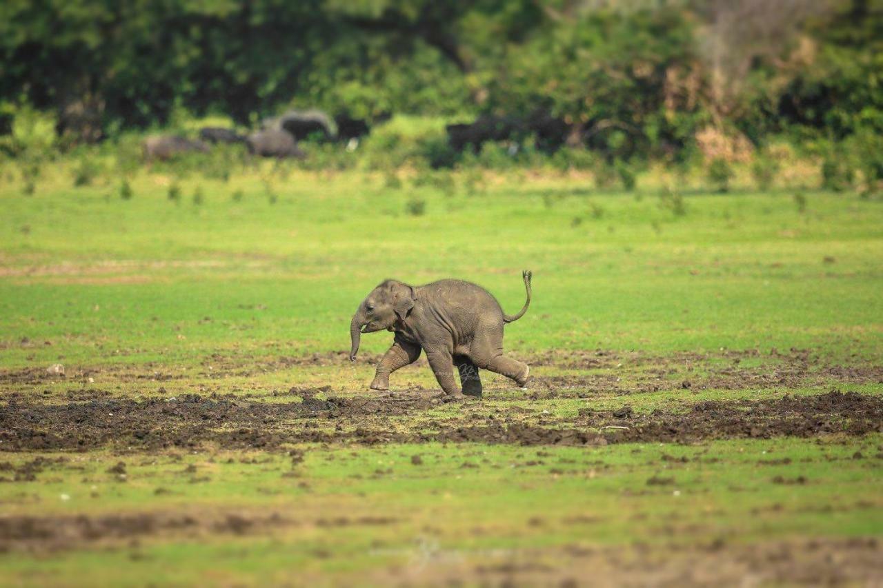 Viveka Inn Guest And Yala Safari Tissamaharama Eksteriør bilde